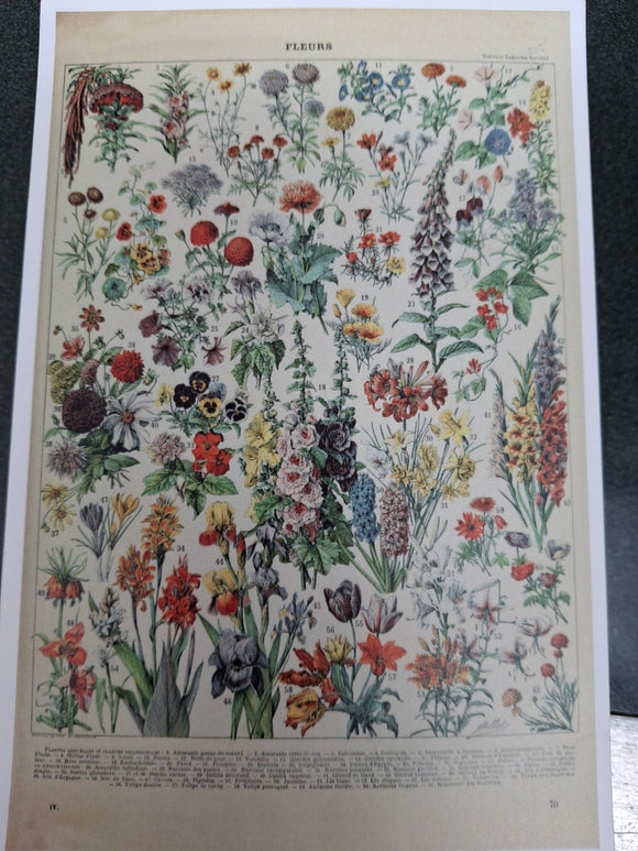 Assorted Flowers Postcard